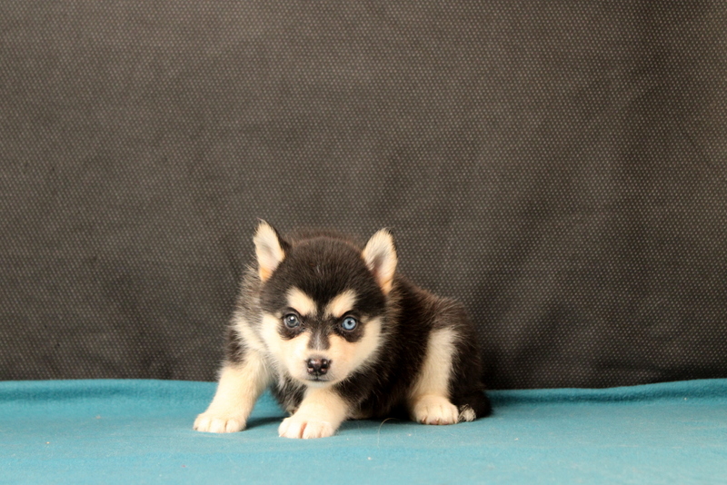 puppy, for, sale, Pomsky, Matthew B. Stoltzfus, dog, breeder, Gap, PA, dog-breeder, puppy-for-sale, forsale, nearby, find, puppyfind, locator, puppylocator, aca